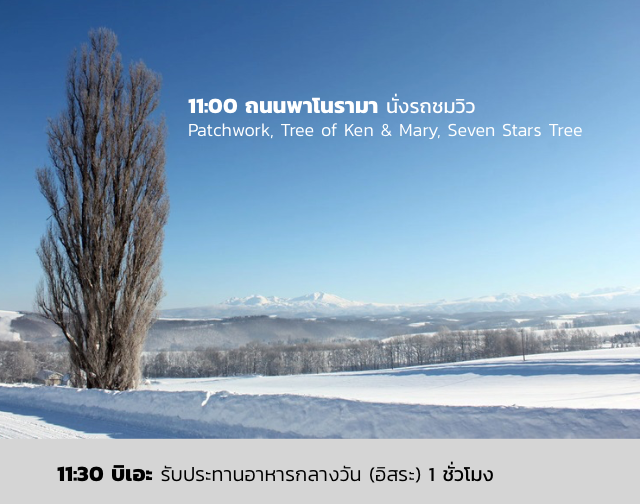 11:00 ถนนพาโนรามา นั่งรถชมวิว Patchwork, Tree of Ken & Mary, Seven Stars Tree 