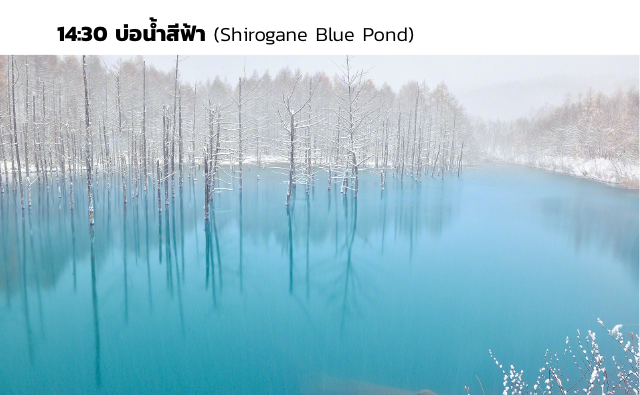 14:30 บ่อน้ำสีฟ้า (Shirogane Blue Pond)